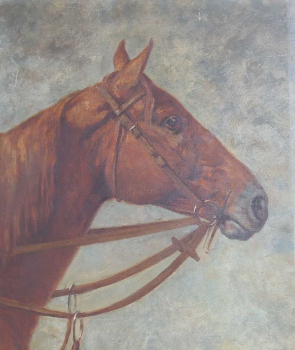 English School c.1910, oil on canvas, Study of a chestnut horse, unsigned, 51 x 41cm, unframed